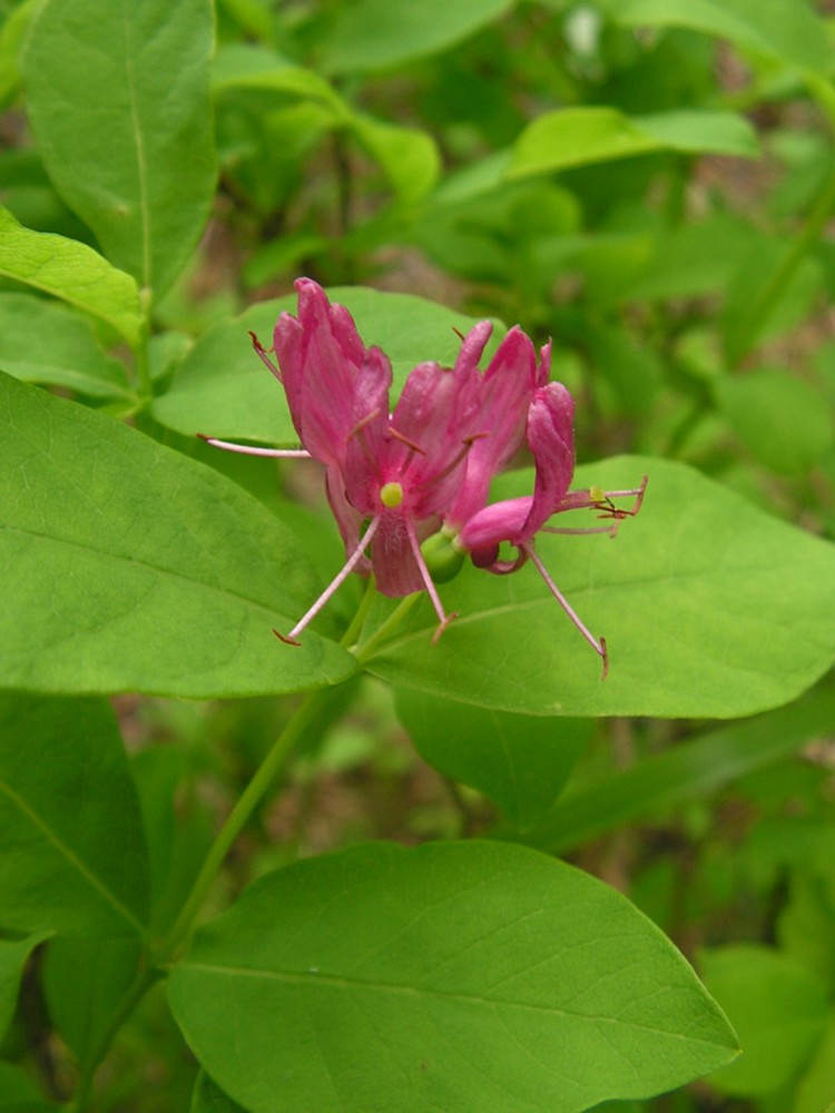 Изображение особи Lonicera chamissoi.