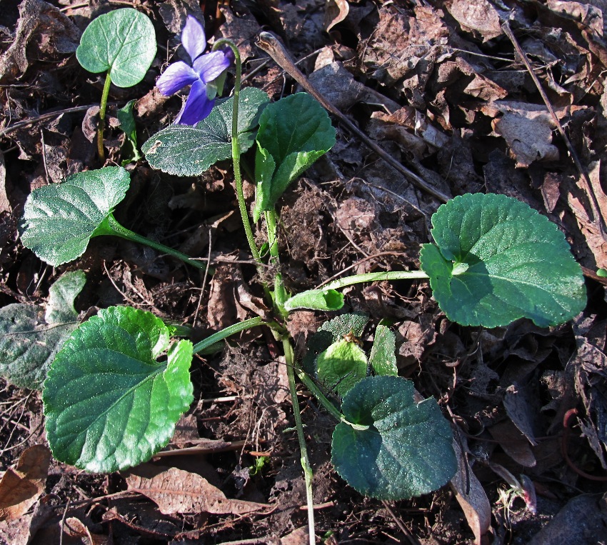 Изображение особи Viola odorata.