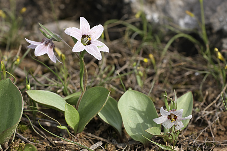 Image of Rhinopetalum stenantherum specimen.