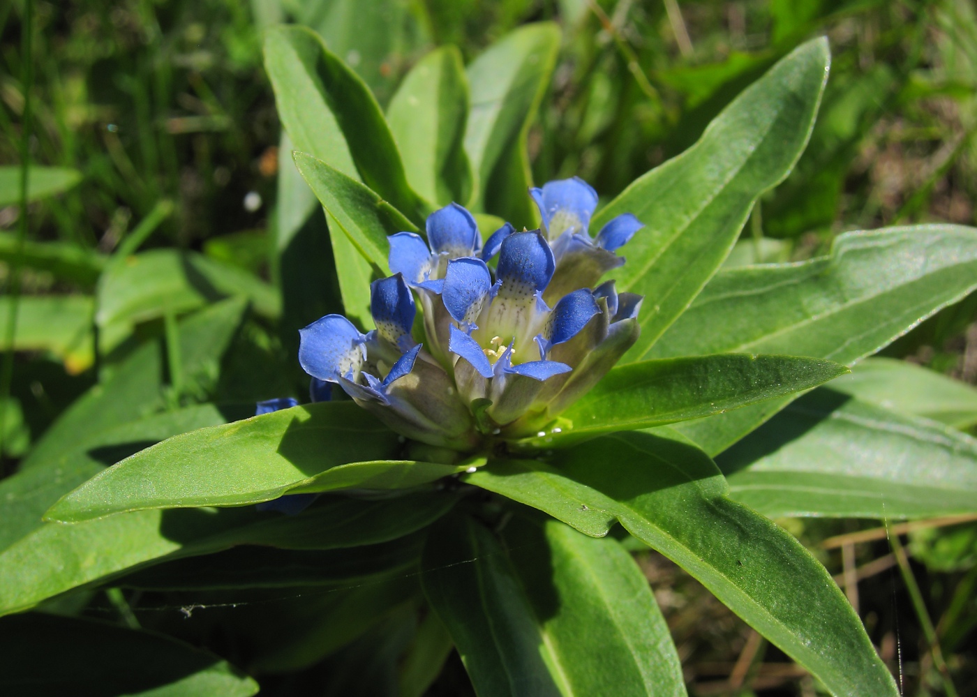 Изображение особи Gentiana cruciata.