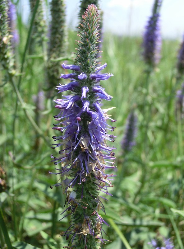 Image of Veronica orchidea specimen.