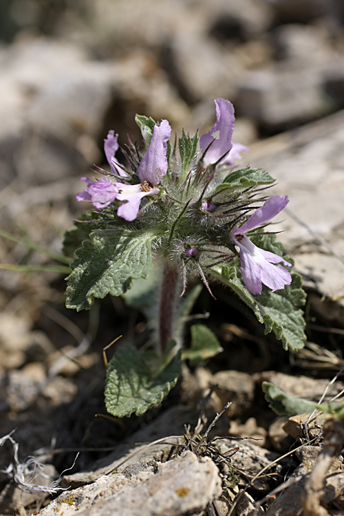 Image of Phlomoides boraldaica specimen.