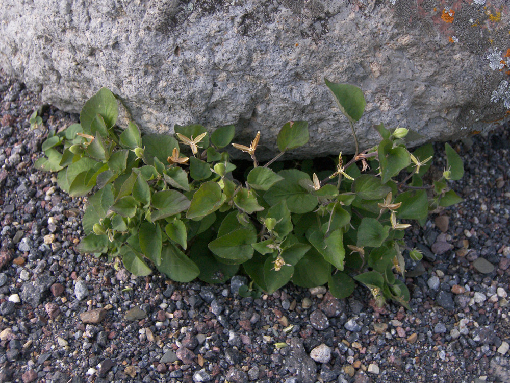 Image of genus Viola specimen.