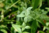 Galium physocarpum