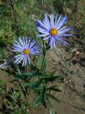 View full-size image Aster maackii