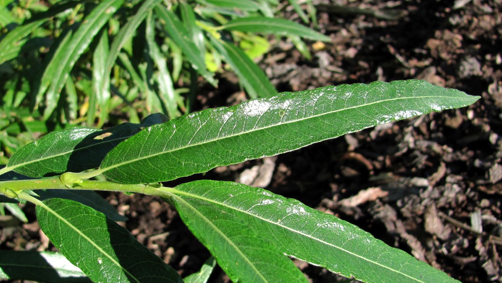 Image of Salix gmelinii specimen.