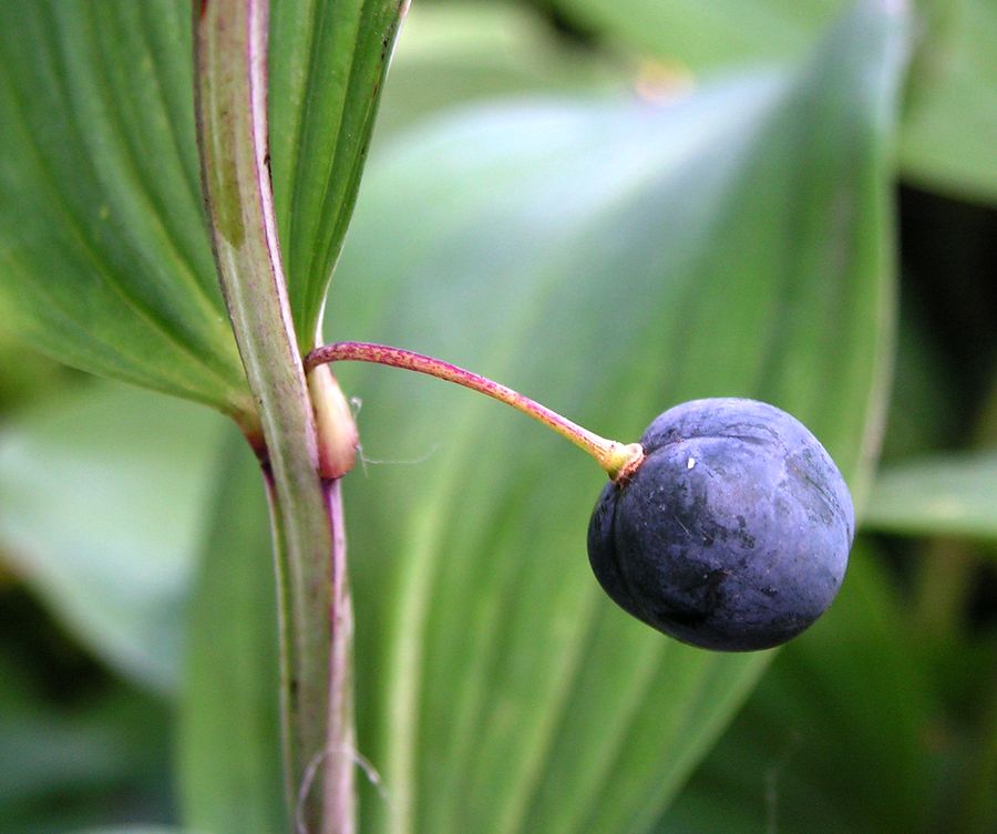 Image of Polygonatum odoratum specimen.