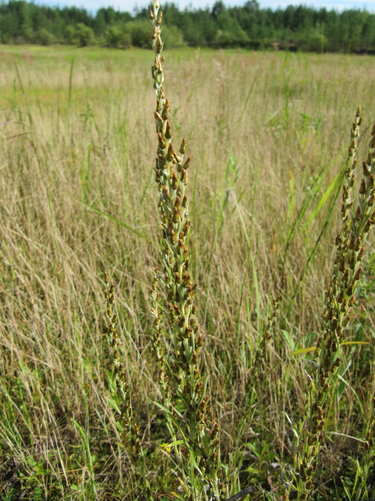 Image of Omalotheca sylvatica specimen.