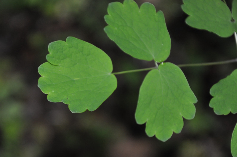 Image of Thalictrum aquilegiifolium specimen.