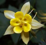 genus Aquilegia. Цветок. Московская обл., Раменский р-н, окр. дер. Хрипань, садовый участок. 24.06.2012.