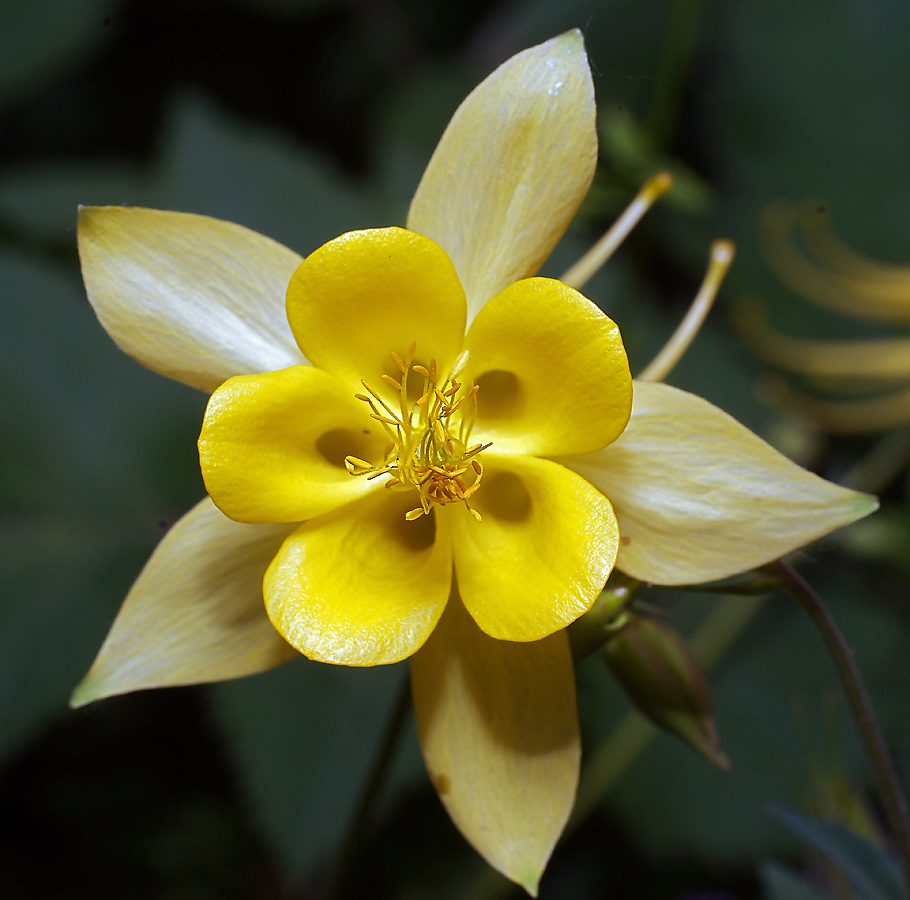 Изображение особи род Aquilegia.