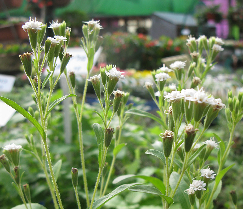 Изображение особи Stevia rebaudiana.