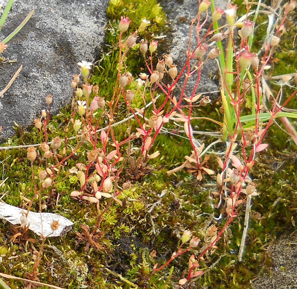 Image of Saxifraga tridactylites specimen.