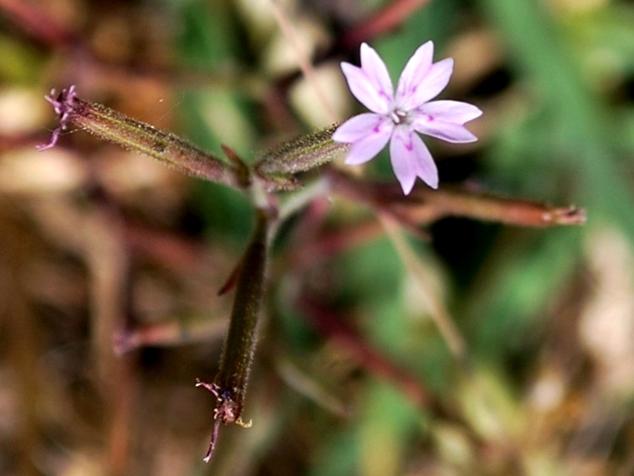 Image of Velezia rigida specimen.