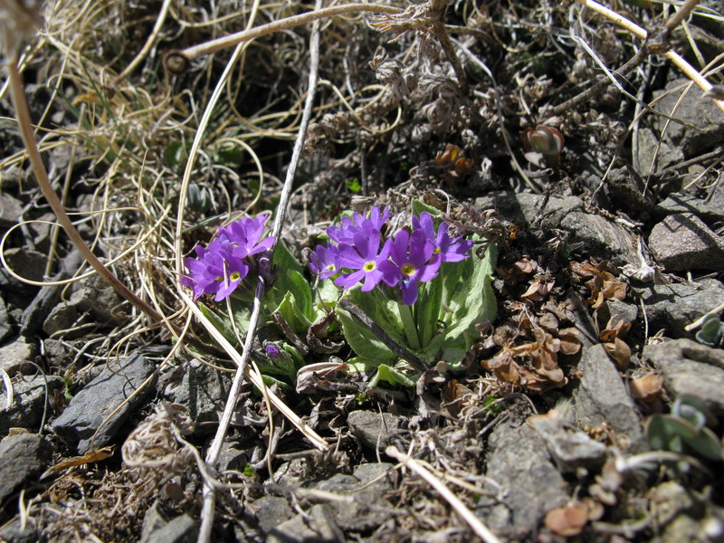 Image of Primula algida specimen.