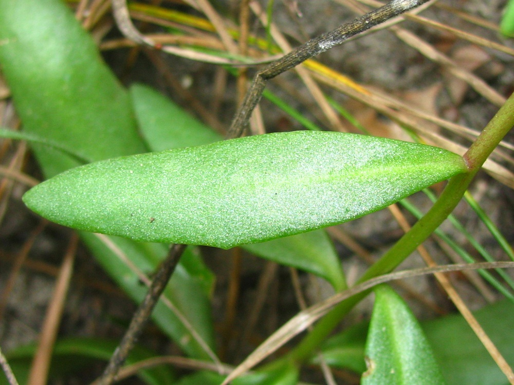 Image of Hylotelephium triphyllum specimen.