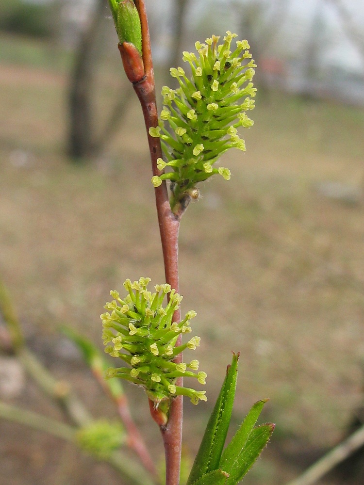 Image of Salix acutifolia specimen.