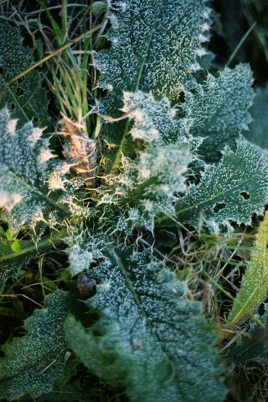 Изображение особи Cirsium vulgare.