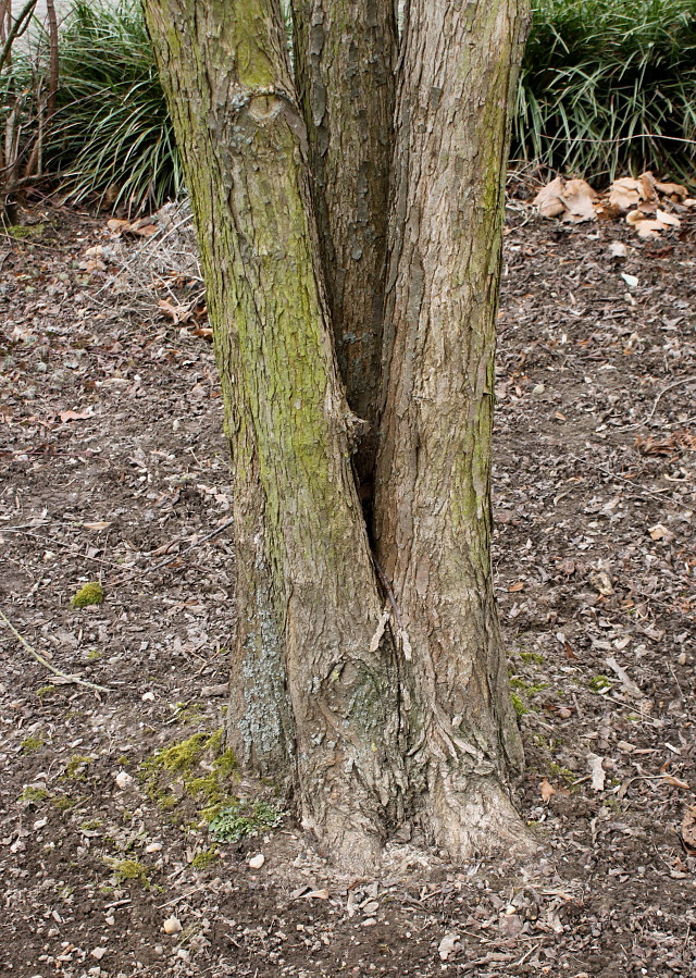 Image of Cercidiphyllum japonicum specimen.