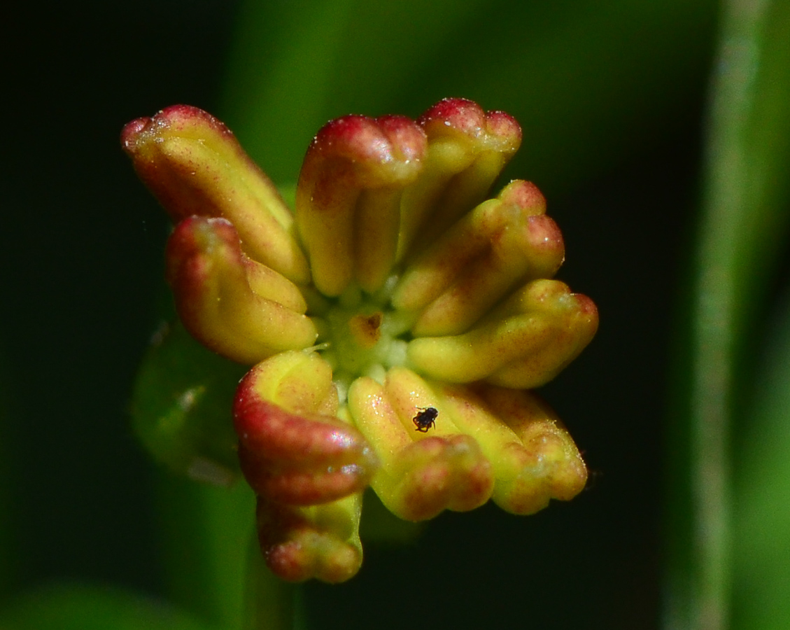 Изображение особи Dodonaea viscosa.