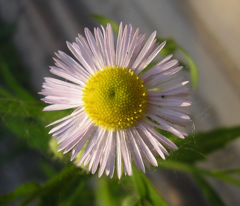 Image of Erigeron annuus ssp. lilacinus specimen.