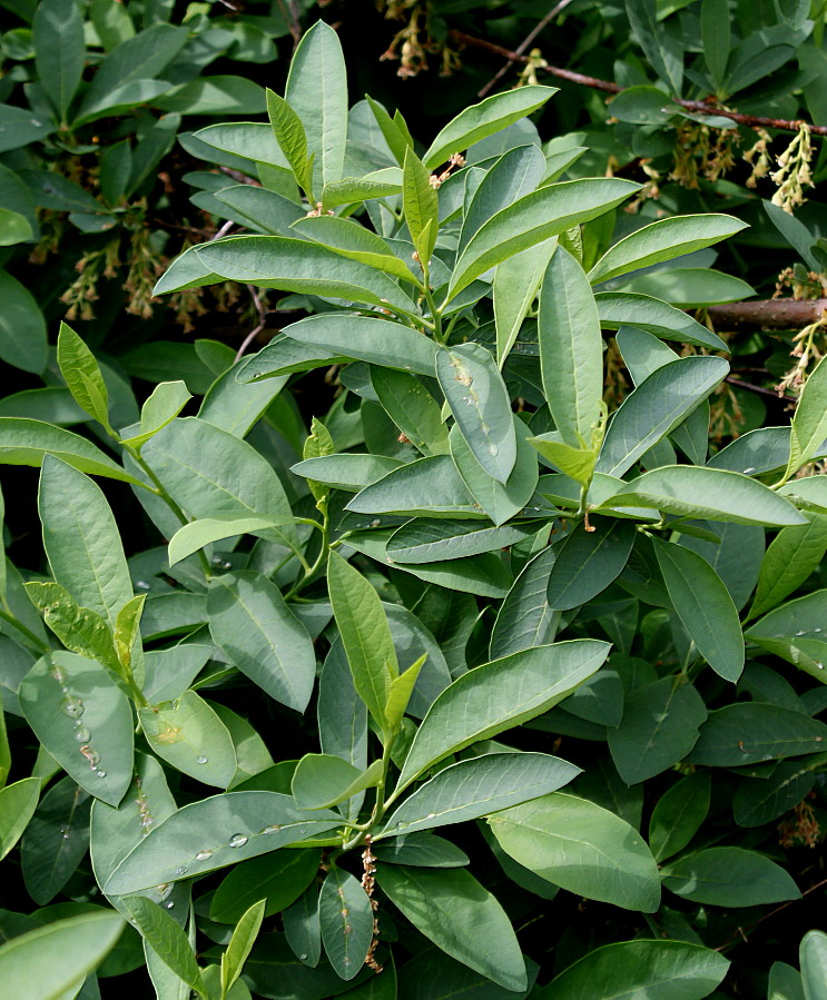 Image of Oemleria cerasiformis specimen.