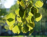 Populus tremula. Побег. Санкт-Петербург. 26 мая 2009 г.