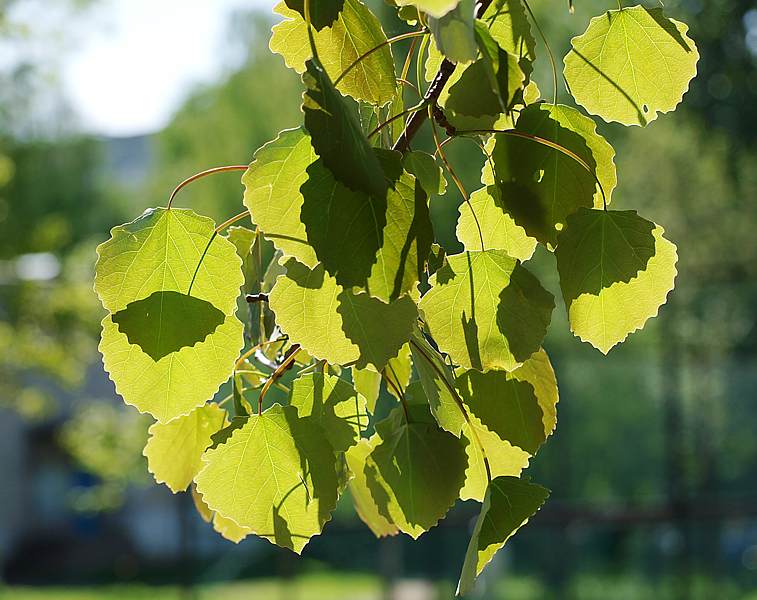 Image of Populus tremula specimen.