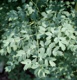 genus Thalictrum. Лист. Германия, г. Krefeld, Ботанический сад. 08.06.2013.