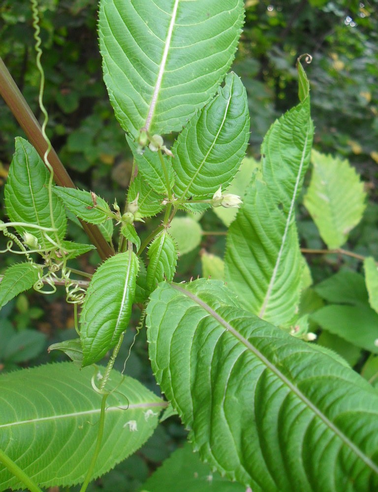 Image of Impatiens glandulifera specimen.