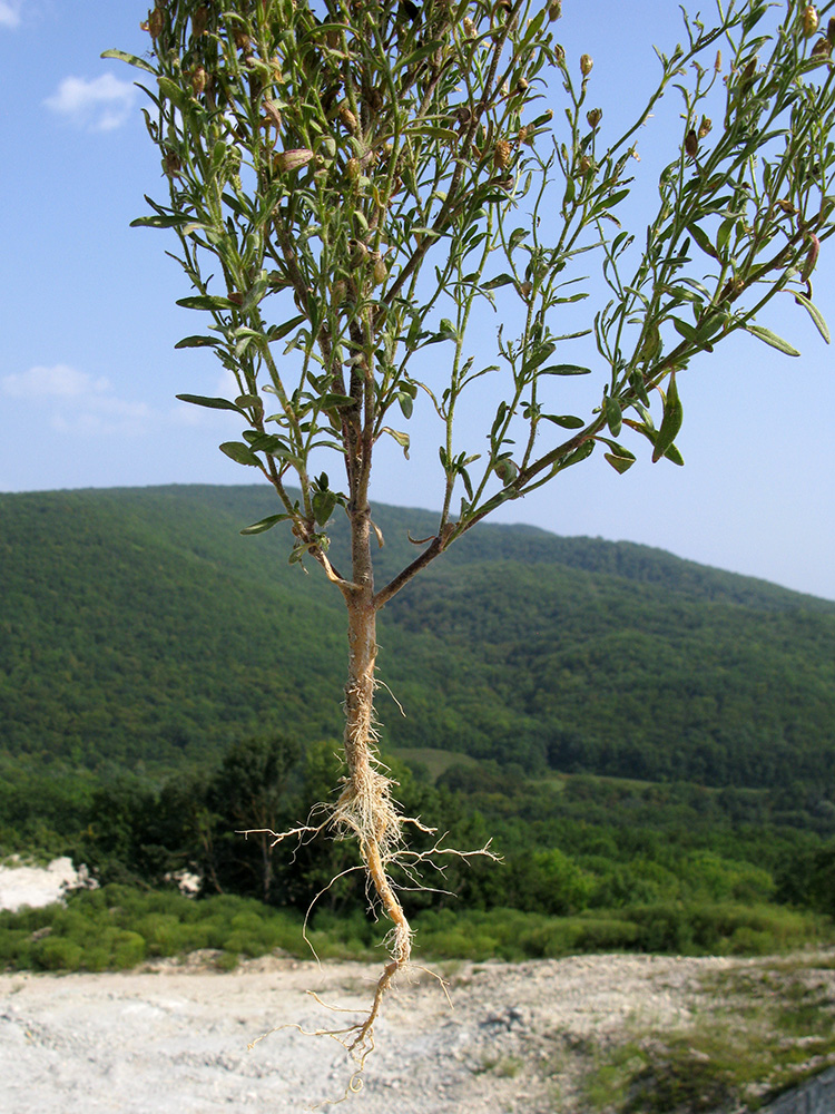 Image of Chaenorhinum minus specimen.