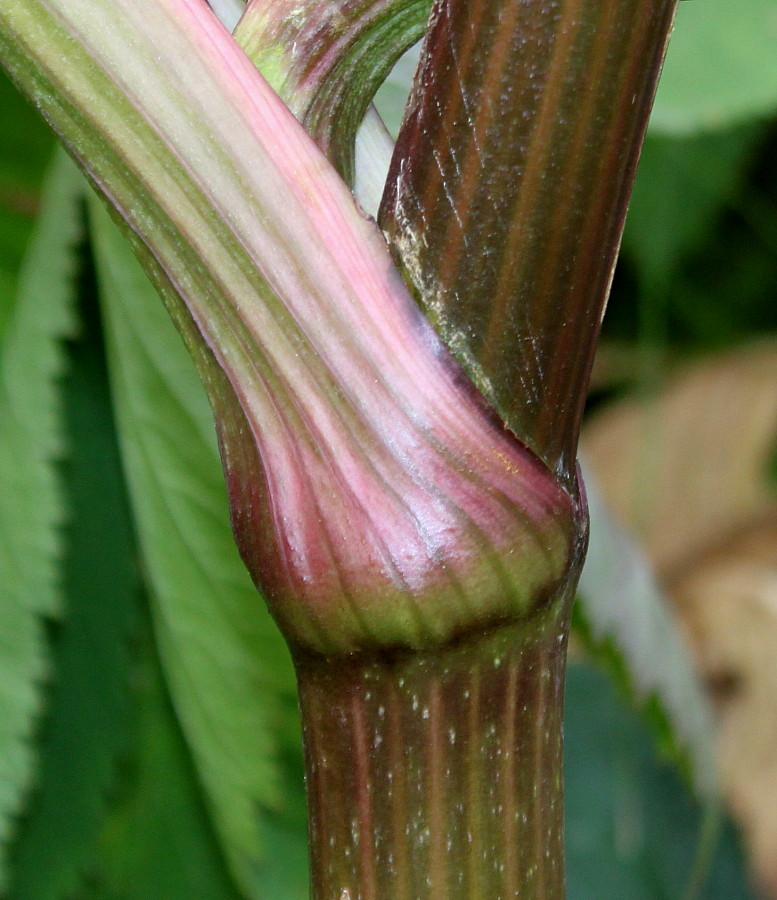 Изображение особи Angelica gigas.