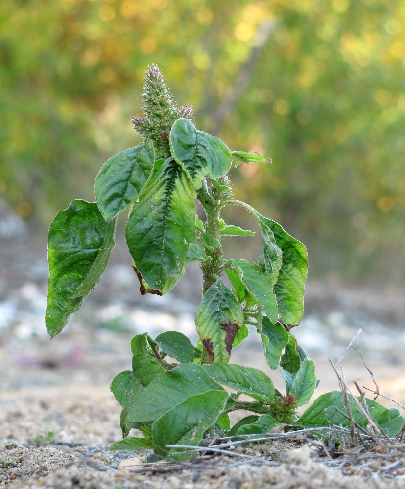 Image of Amaranthus retroflexus specimen.