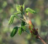 Aesculus hippocastanum. Побег с развивающимися листьями. Московская обл., Раменский р-н, окр. дер. Хрипань, садовый участок. 13.05.2013.