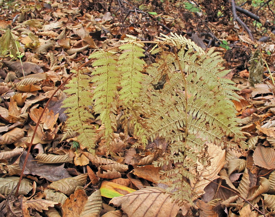 Изображение особи Athyrium monomachii.