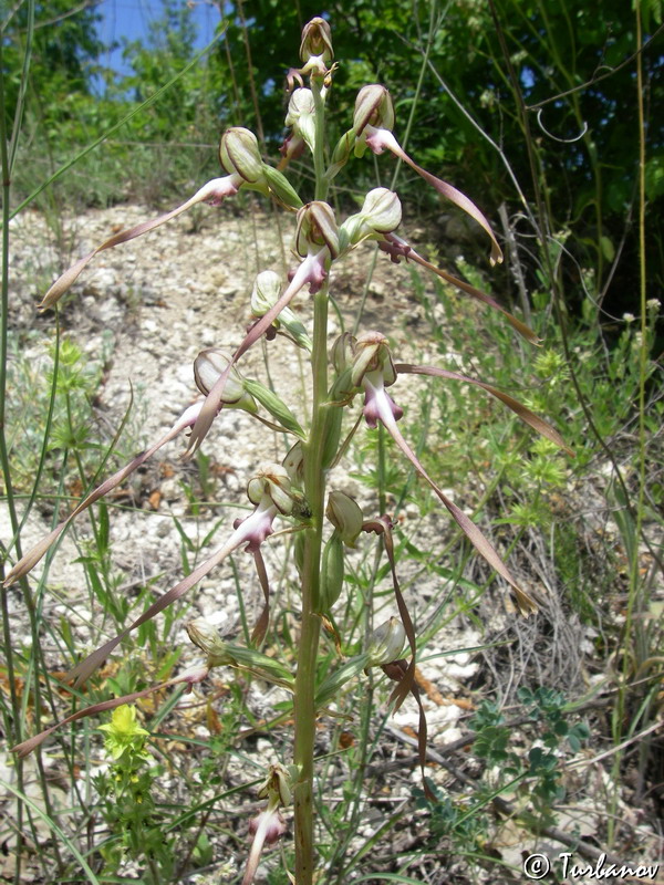 Image of Himantoglossum caprinum specimen.