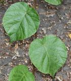 Actinidia chinensis разновидность deliciosa. Листья. Германия, г. Дюссельдорф, Ботанический сад университета. 14.08.2013.