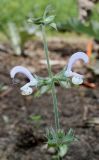 Salvia sclarea