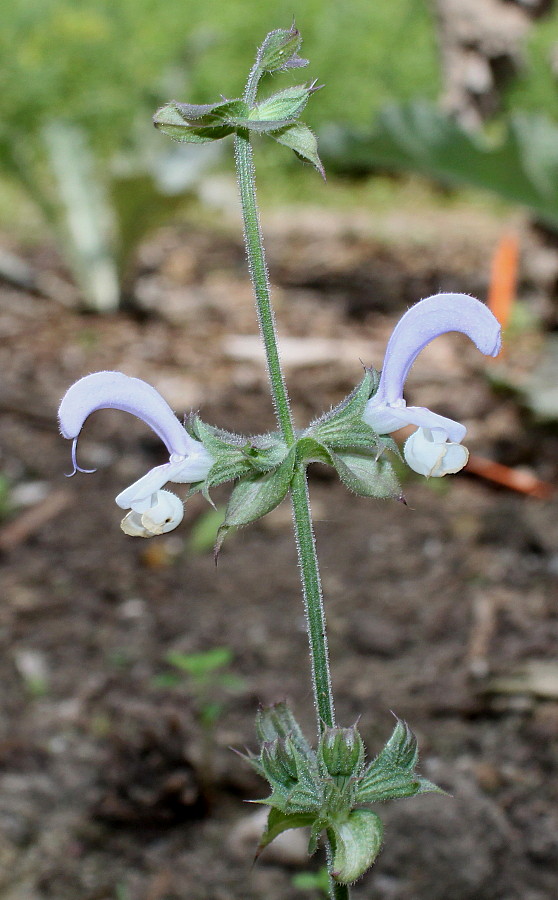 Изображение особи Salvia sclarea.