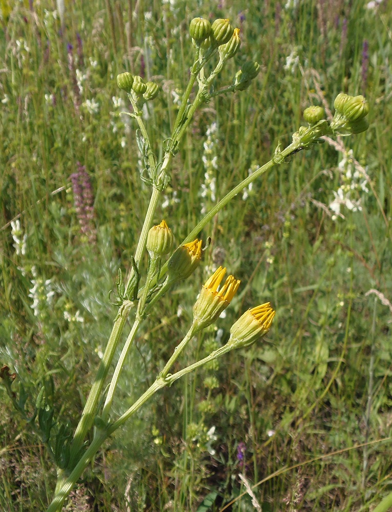 Image of Senecio borysthenicus specimen.