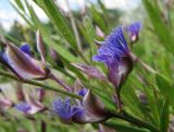 Polygala sibirica