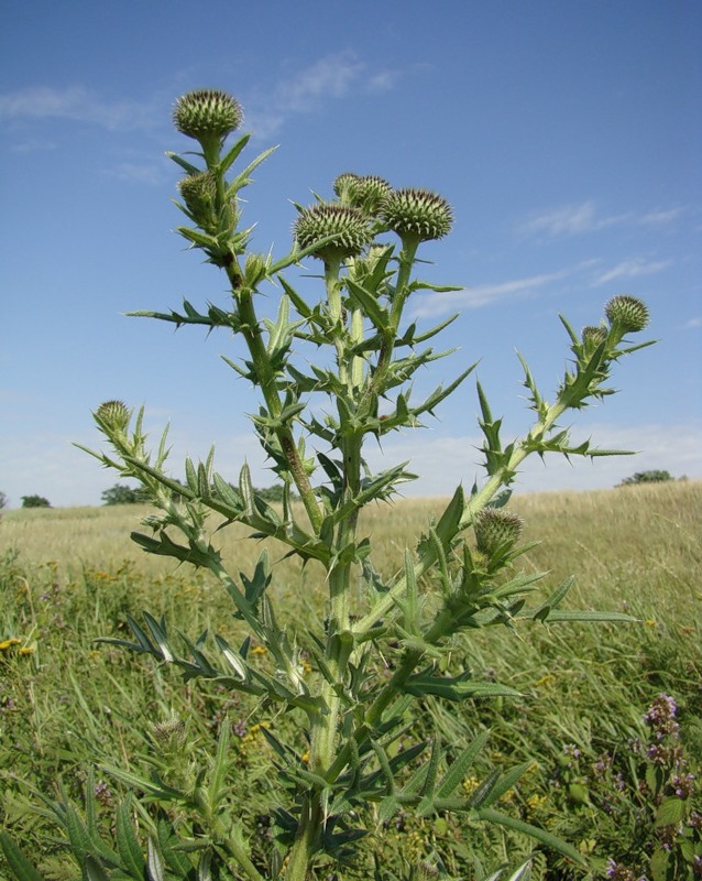 Image of Cirsium serrulatum specimen.