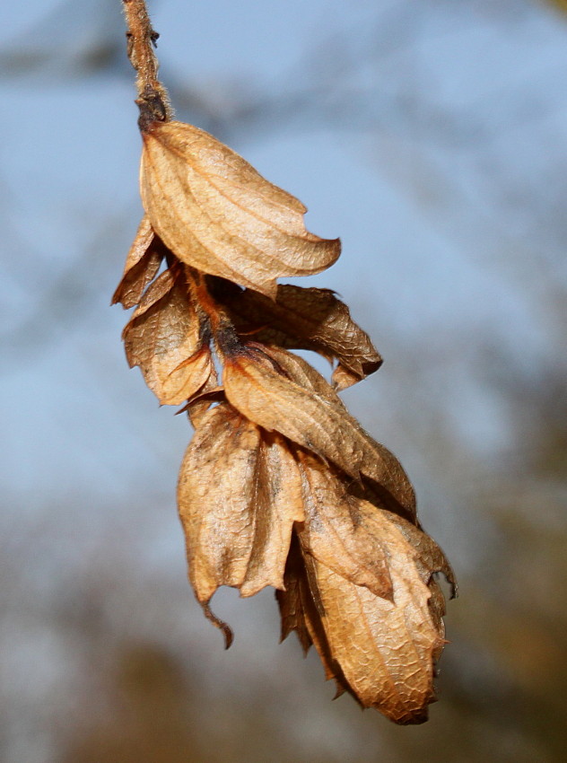 Изображение особи Carpinus japonica.