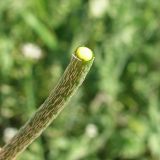 genus Papaver