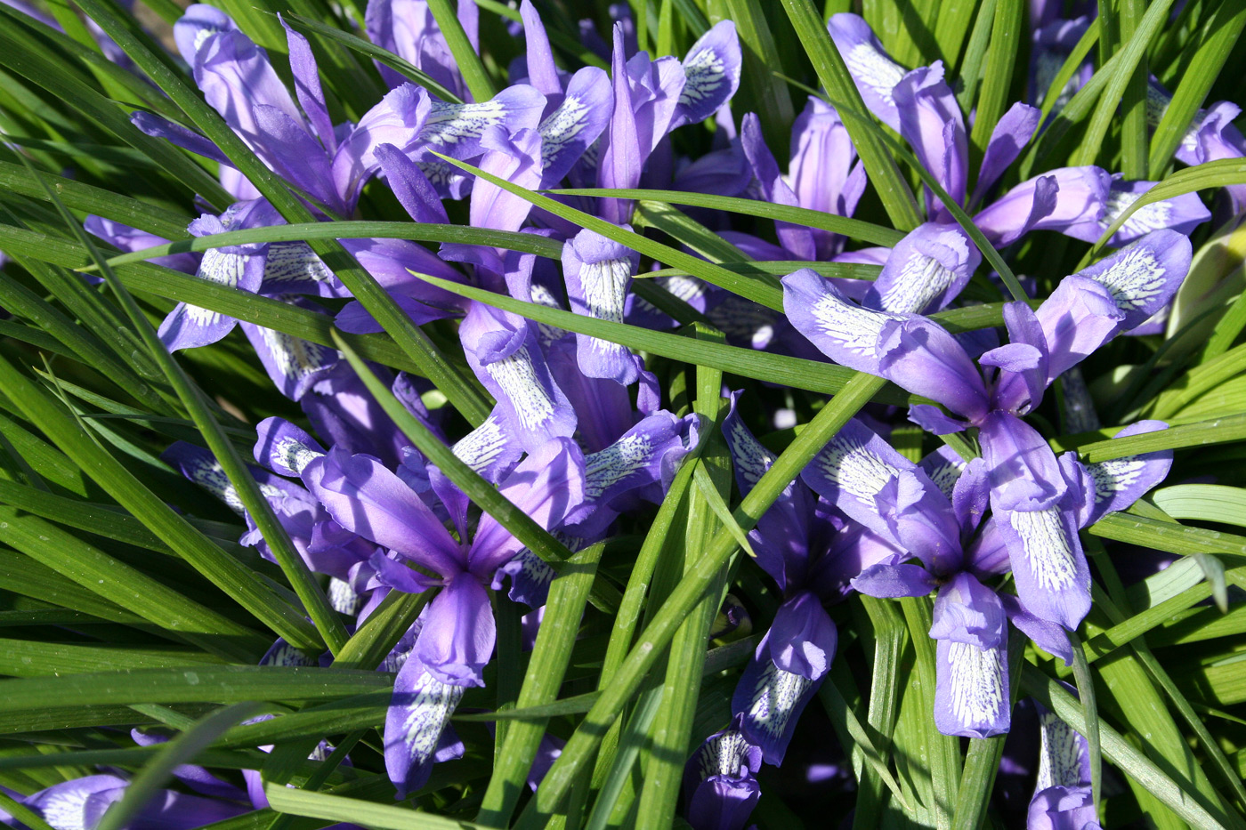 Image of Iris ruthenica specimen.