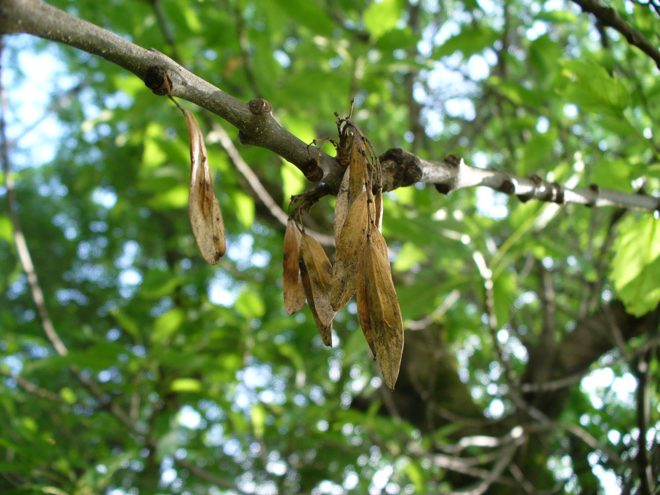 Image of Fraxinus excelsior var. diversifolia specimen.