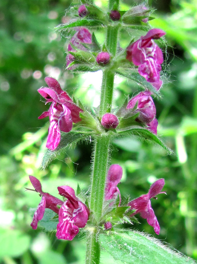 Изображение особи Stachys sylvatica.