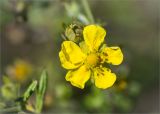 Potentilla argentea