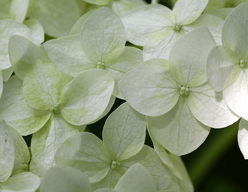 Image of Hydrangea arborescens specimen.