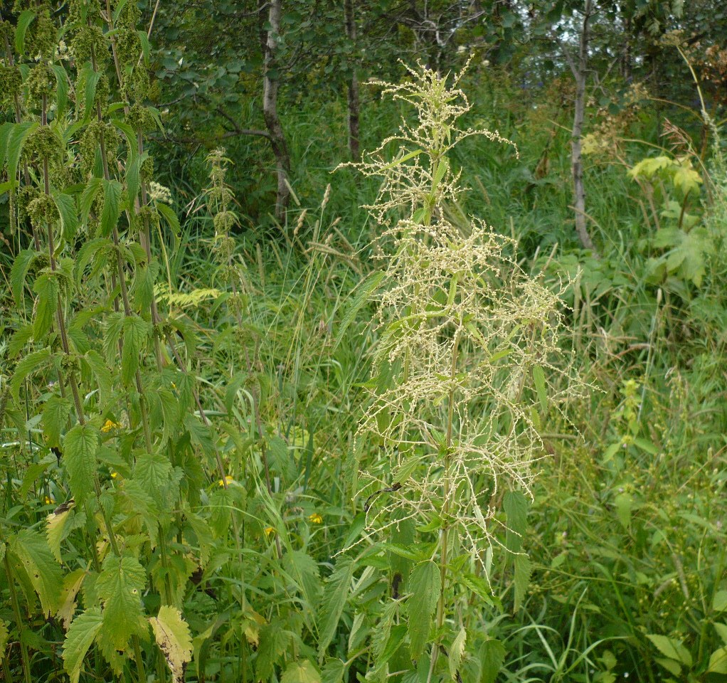 Image of Urtica galeopsifolia specimen.